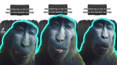 monkey memes|monkey meme tik tok.